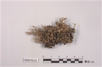 藏品(針芽條梅衣)的圖片